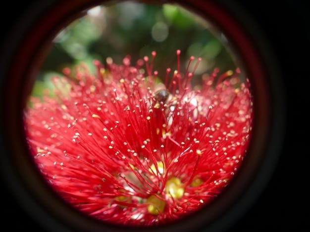 A close-up shot of a camera lens focusing on a vibrant flower, with shallow depth of field, illustrating the importance of high-quality photography for licensing.