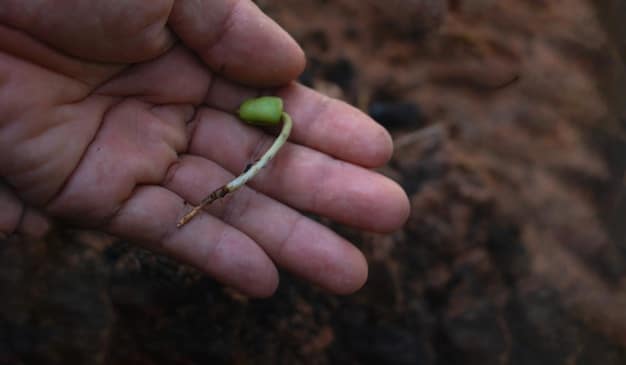 A close-up shot of a farmer's hands gently holding fertile soil, with young seedlings sprouting in the background. The image emphasizes the nurturing aspect of farming and the direct connection to the land. The lighting is soft and natural, highlighting the textures of the soil and the delicate growth of the plants.
